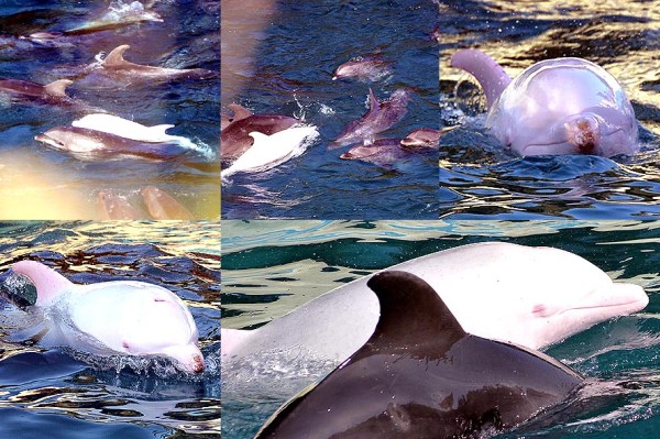 Photo Credit: Satoshi Komiyama